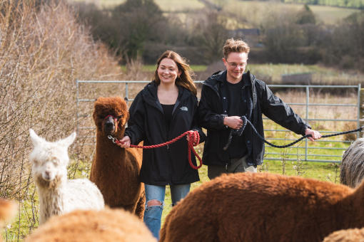 Alpaca trekking