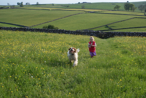 dog and child in field